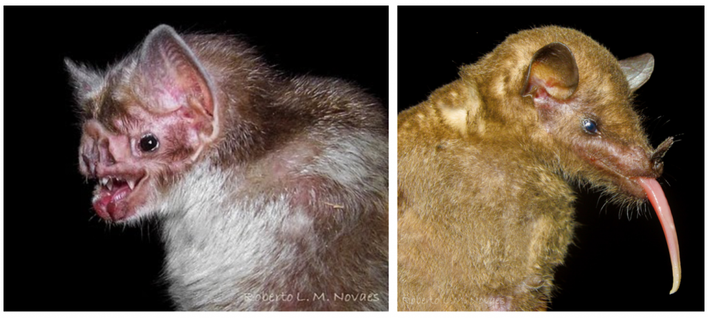 Esquerda: Desmodus rotundus (sangue). Direita: Anoura geoffroyi (néctar). Foto: Marcelo L. M. Novaes
